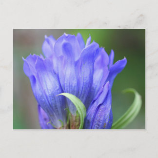 Blue Gentian Flower Fotografie Postcard Postkarte