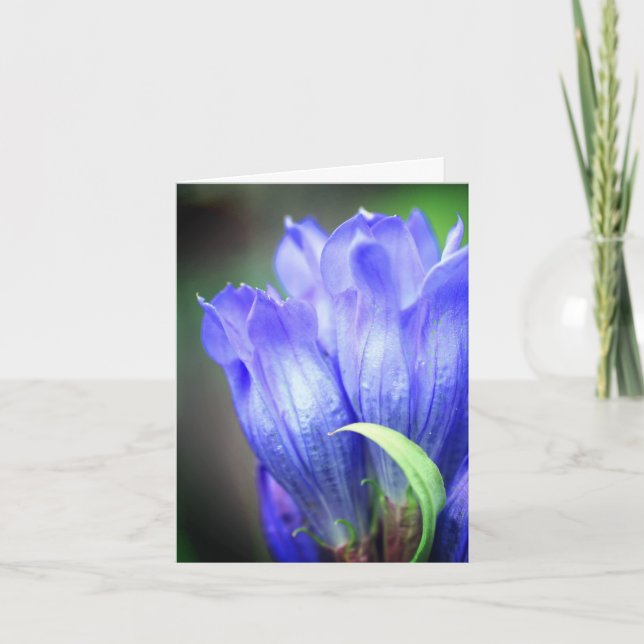 Blue Gentian Flower Photography  (Vorderseite)