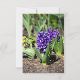 Blue Geocinth im Frühjahr