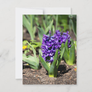 Blue Geocinth im Frühjahr Einladung