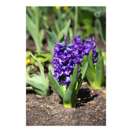 Blue Geocinth im Frühjahr Fotodruck