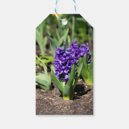 Blue Geocinth im Frühjahr Geschenkanhänger
