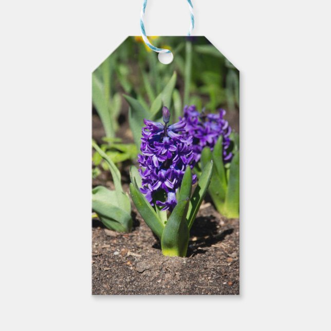 Blue Geocinth im Frühjahr Geschenkanhänger (Vorderseite)