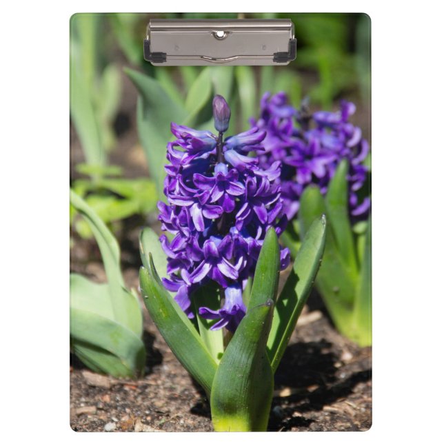 Blue Geocinth im Frühjahr Klemmbrett (Vorderseite)