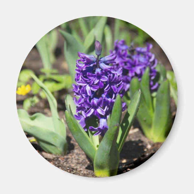 Blue Geocinth im Frühjahr Magnet (Vorne)