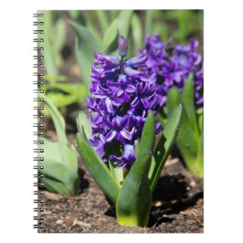 Blue Geocinth im Frühjahr Notizblock