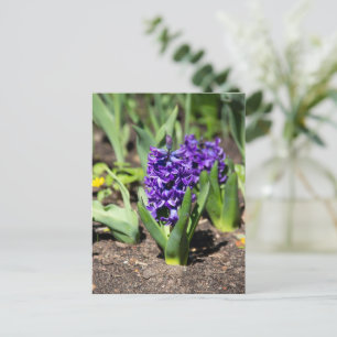 Blue Geocinth im Frühjahr Postkarte