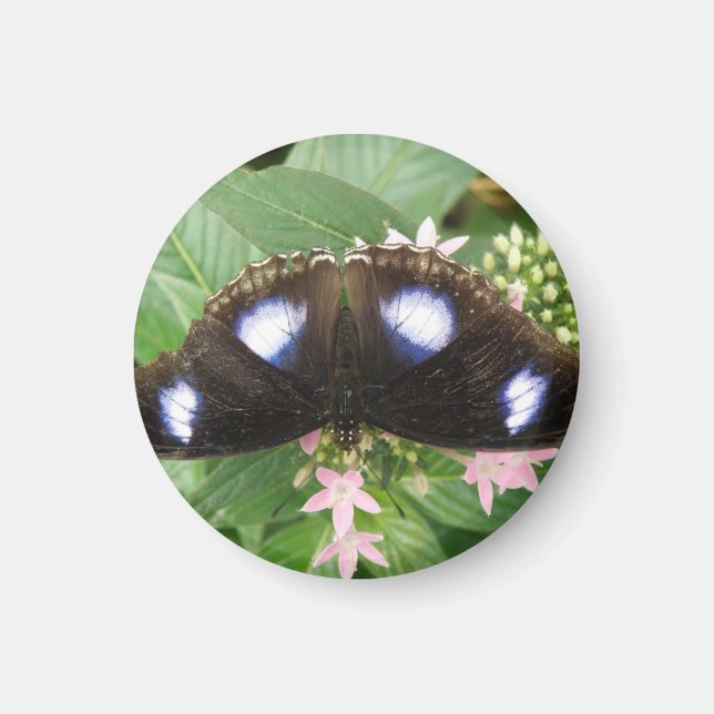Blue Gepunktet Butterfly Magnet (Vorne)