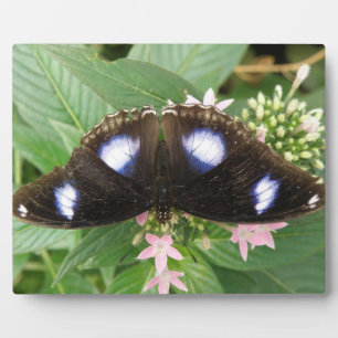 Blue Gepunktet Butterfly Plaque Fotoplatte