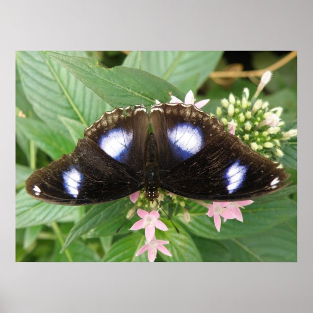 Blue Gepunktet Butterfly Print Poster (Vorne)