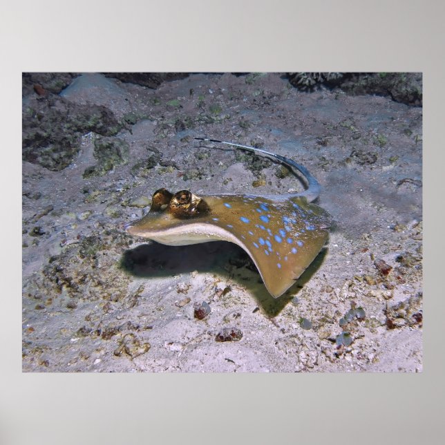 Blue Gepunktet Stingray Poster (Vorne)