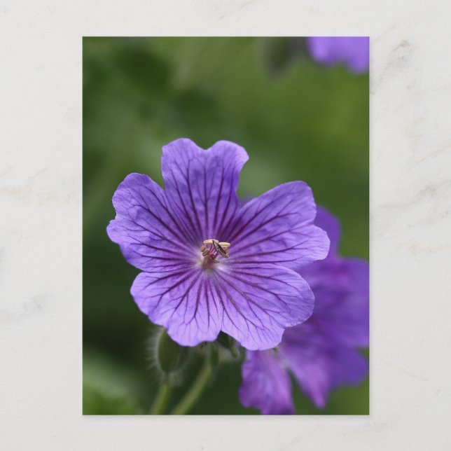 Blue Geranium Postkarte (Vorderseite)