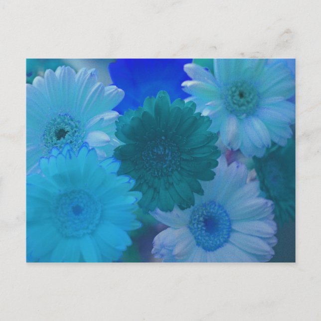 Blue Gerbera Daisy Blume Foto Postkarten (Vorderseite)