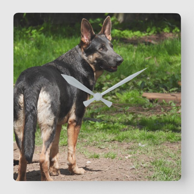 Blue German Shepherd Clock Quadratische Wanduhr (Vorderseite)