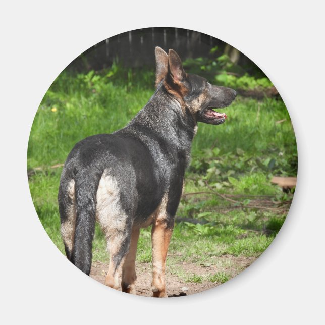Blue German Shepherd Dog Magnet (Vorne)