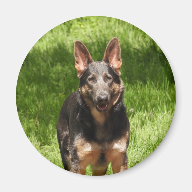 Blue German Shepherd Magnet (Vorne)