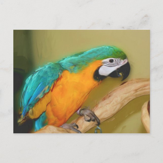 Blue Gold Macaw Parrot Painting Animal Postcard Postkarte (Vorderseite)