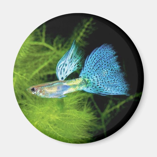 Blue Grass Guppy Magnet (Vorne)