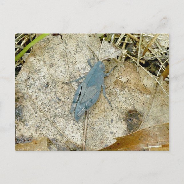 Blue Grasshopper Postkarte (Vorderseite)