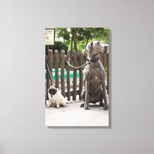 Blue Great Dane und Mops Hunde an der Leine Leinwanddruck