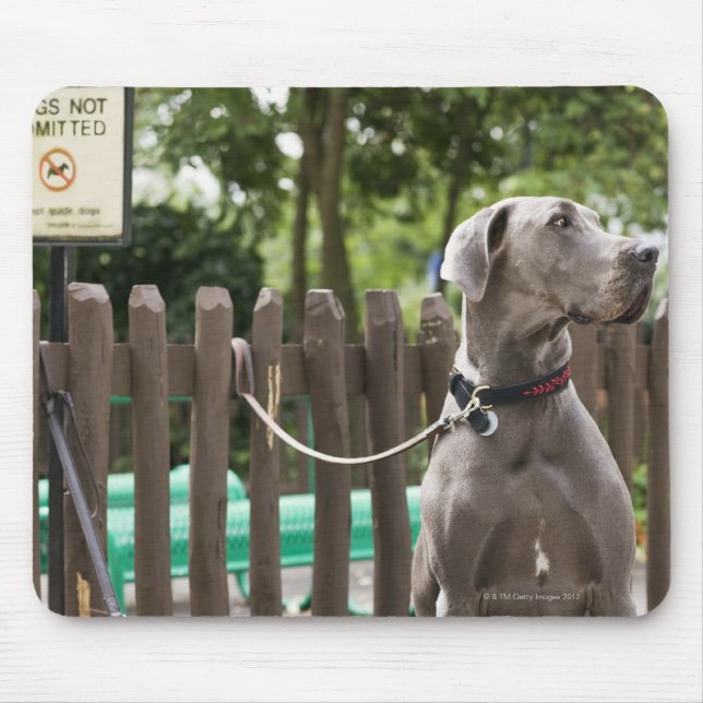 Blue Great Dane und Mops Hunde an der Leine Mousepad (Vorne)