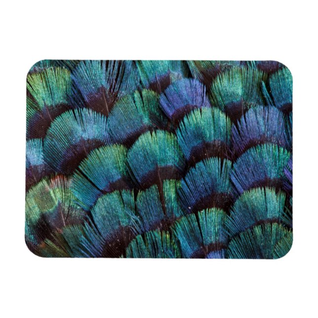 Blue-green pheasant feather design magnet (Horizontal)