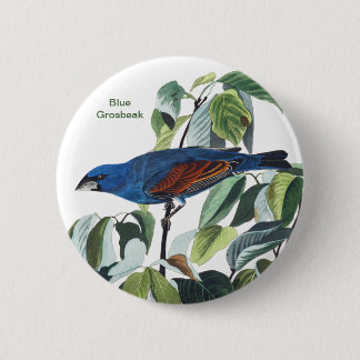 Blue Grosbeak, John James Audubon, Blue Bird Button