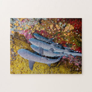 Blue Haie Family Group Jagd in Sea Water Reef