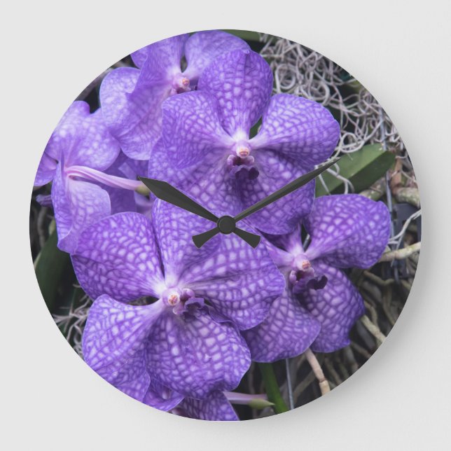 Blue Hawaiian Orchids Große Wanduhr (Vorderseite)