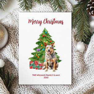 Blue Heeler Dog Familie Weihnachten