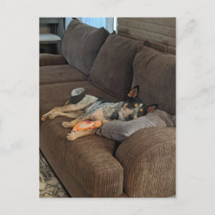Blue Heeler Gewartet für Vater auf Come Zuhause Postkarte
