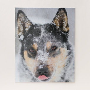 Blue Heeler Hund im Schnee