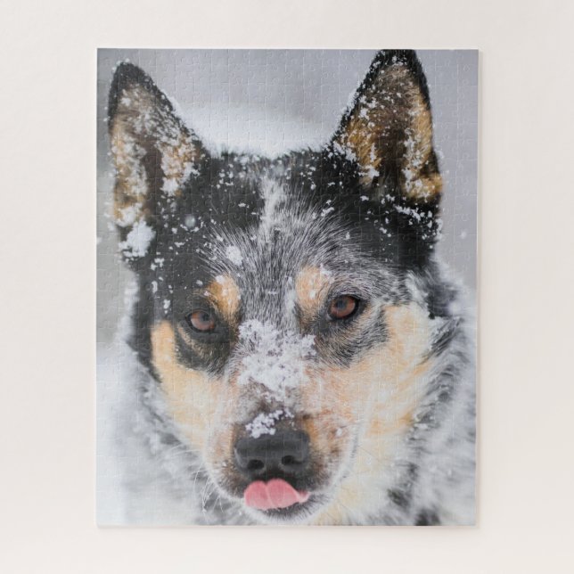 Blue Heeler Hund im Schnee (Vertikal)
