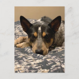 Blue Heeler Postkarte