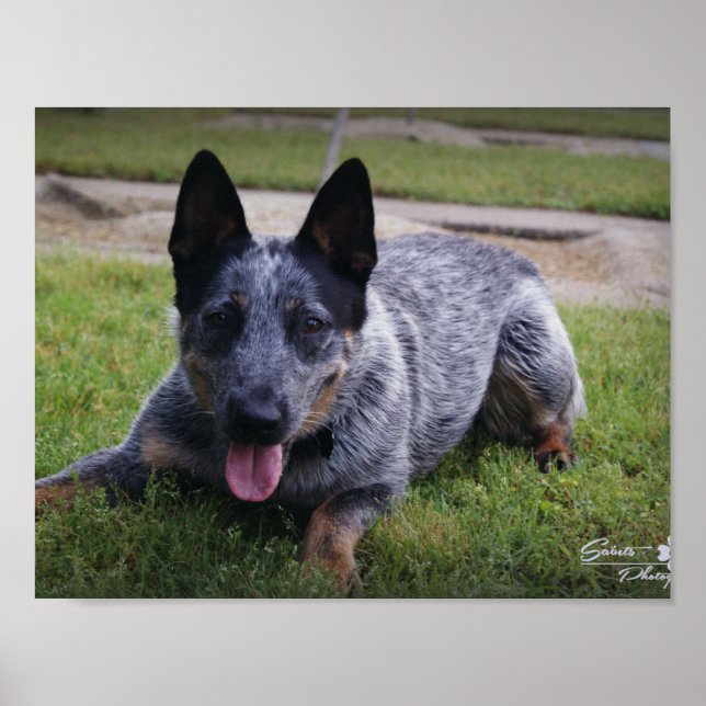 Blue Heeler Print Poster (Vorne)