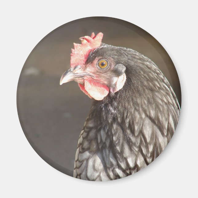 Blue Hen Magnet (Vorne)