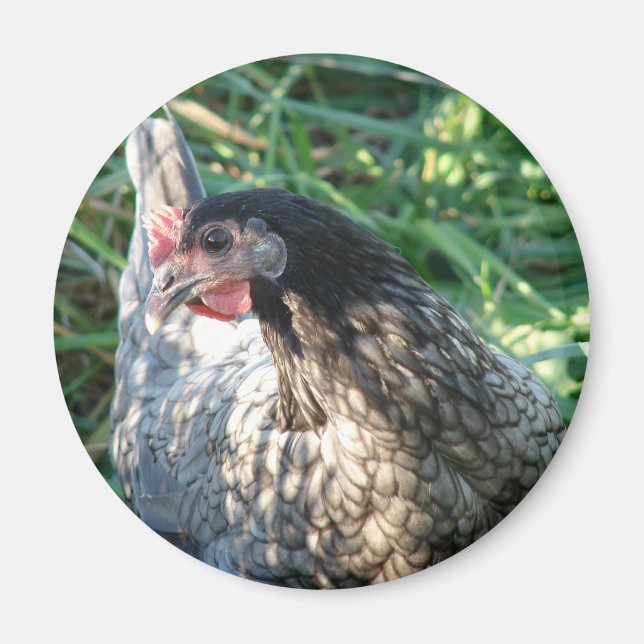 Blue Hen Magnet (Vorne)