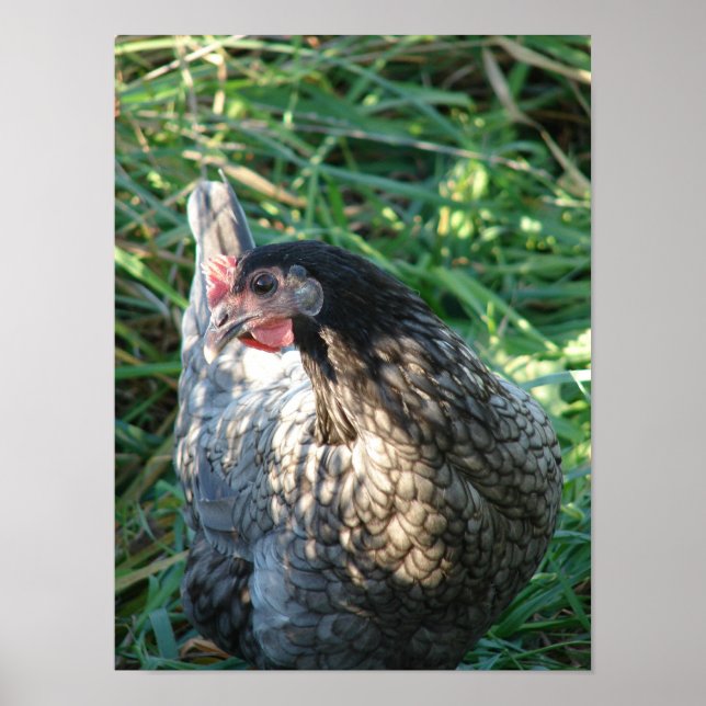 Blue Hen Poster (Vorne)