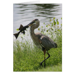 BLUE HERON