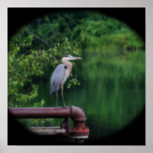 Blue Heron Bird Festival Moon and Stars Poster