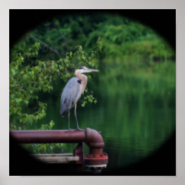 Blue Heron Bird Festival Moon and Stars Poster (Vorne)