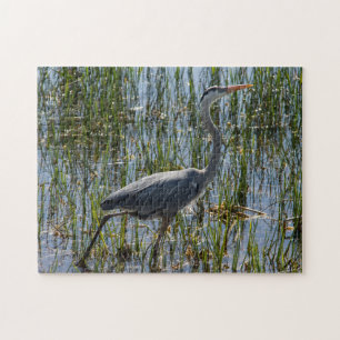 Blue Heron Bird Florida Closeup Foto