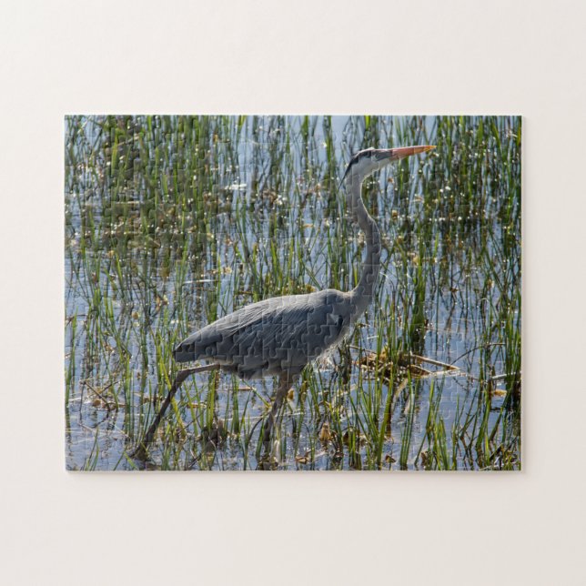 Blue Heron Bird Florida Closeup Foto (Horizontal)