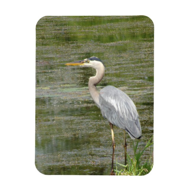 Blue Heron Flexible Foto Magnet (Vertikal)
