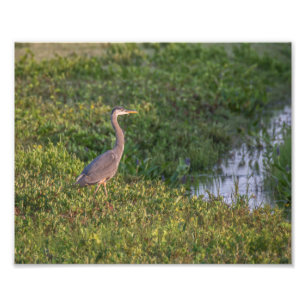 Blue Heron Fotodruck