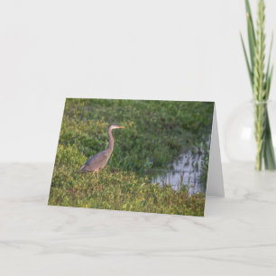 Blue Heron Grußkarte Karte