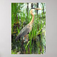 Blue Heron in the Reeds