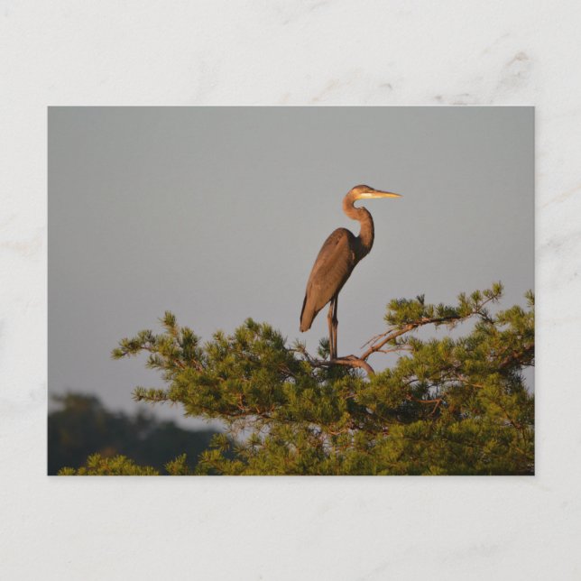 Blue Heron on Tree Oben Postkarte (Vorderseite)