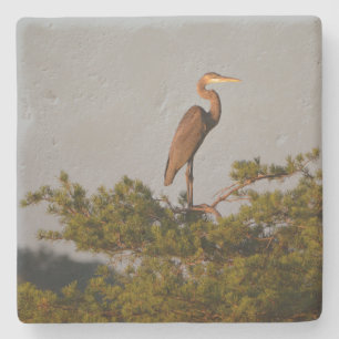 Blue Heron on Tree Oben Steinuntersetzer