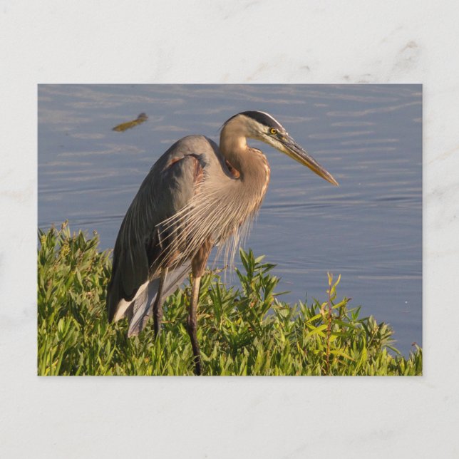 Blue Heron Postkarte (Vorderseite)